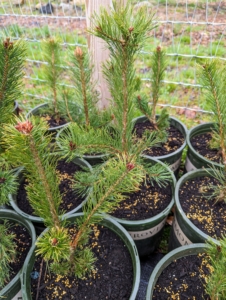 This French strain of Scotch pine grows to 70-feet with a 15-foot spread. It's a hardy tree with blue-green needles.