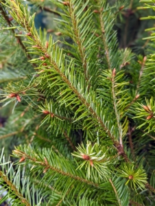 The Douglas fir is among the nation’s most important lumber species, making up half of all Christmas trees grown in the United States. It is a handsome tree with bluish-green needles.
