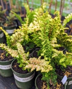 These are the branches of the Golden Fernleaf False Cypress, a dense evergreen conifer with rich, textured foliage that is golden-yellow to bold green.