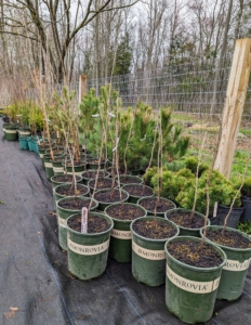Many of the bare-root trees do not have leaves, so they are difficult to identify at this time. It is important to keep them separated by cultivar and always properly marked. These newest specimens will remain here for about a year until they are planted into the ground. Earth Day is coming up April 22nd. I hope you'll consider planting a tree to celebrate.