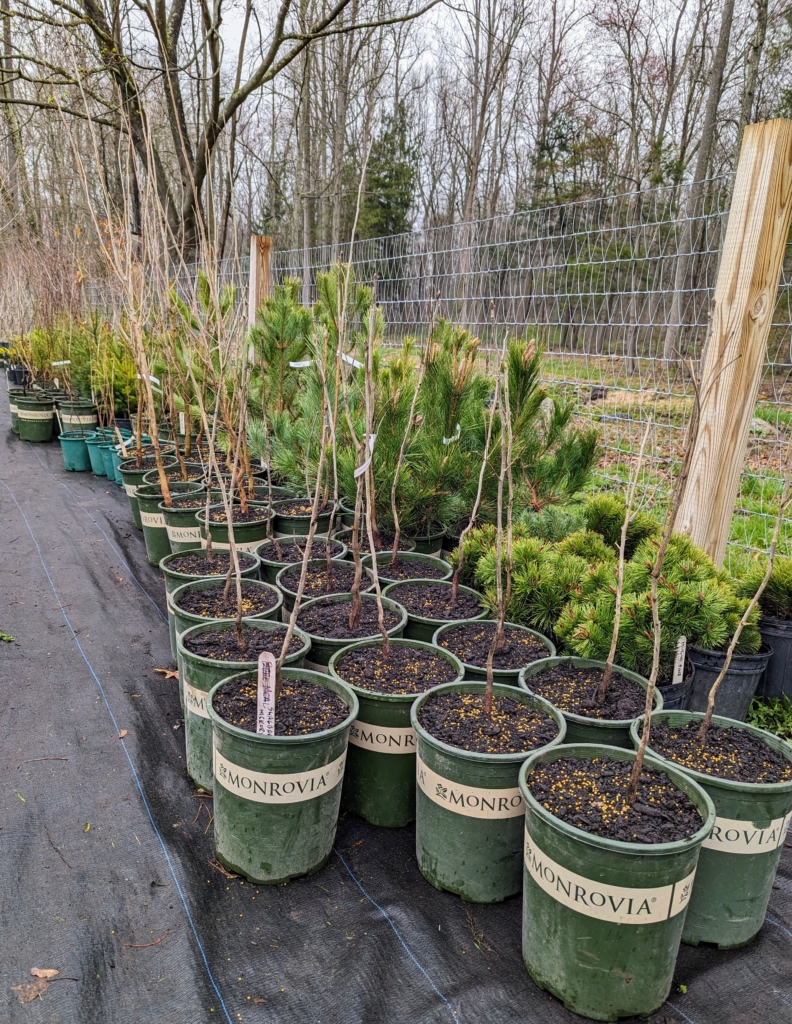 Potting Up Trees and Shrubs - The Martha Stewart Blog