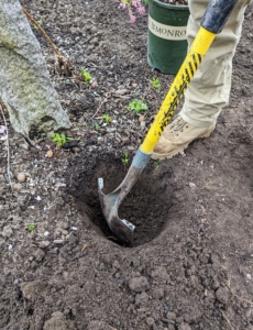 Planting six small shrubs does not take long. Remember the rule of thumb – dig a hole that is two to three times wider than the root ball, but only as deep as the height of the root ball.