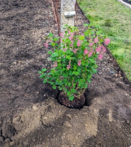 Once the plant is placed into the hole, be sure to have its best side facing out. Each plant is positioned at the end of a row on one side of a granite stake.