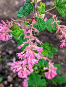 'King Edward VII' Flowering Currant, Ribes sanguineum, is a compact grower with a rich color of pendulous bloom clusters. It is a slow grower and only reaches about three to six feet tall.
