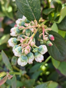 I also decided to plant three blueberry bushes in this area. These are the buds of Bountiful Blue® Blueberry, also from Monrovia. Its pink-blush flowers produce large, sweet and juicy fruits.