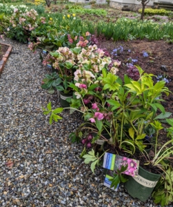 Whenever possible, I often like to place the specimens myself, where I know they will look best. We received about 80 of these hellebores from Monrovia and I knew they would be perfect in the beds outside my Tenant House.