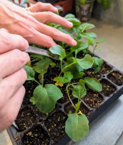 Using a widger, Ryan carefully loosens the soil around the healthy seedling and lifts it out of the cell. The widger from Johnny's also helps to avoid damage to the plant’s leaves or roots.