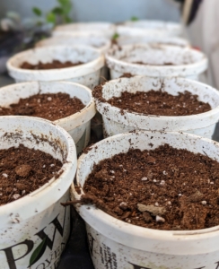 These pots are bigger and will accommodate the growing plants. Always save plastic pots for this purpose - they can be used time after time. The purpose of transplanting is to provide enough room – overcrowding can stress the tender, young sprouts. Ryan fills them all with soil mix.