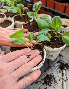 He places the seedling in the pot and gently firms up the surrounding soil. Avoid handling the seedling by its stems, which can bruise easily. Here, there is lots of room to mature and plants won't have to compete for nutrients. These seedlings will remain in these pots until they are ready to be planted outdoors.