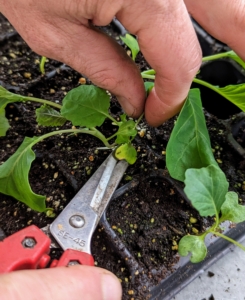 Ryan carefully inspects the seedlings to determine the strongest ones. Always look for fleshy leaves, upright stems, and center positioning in the space. The smaller, weaker, more spindly looking seedlings are removed, leaving only the stronger ones to mature.