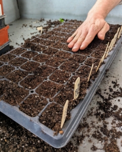 Once the entire tray is seeded, the cells are covered up with another layer of soil mix.