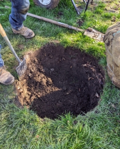 A crucial step in growing healthy trees is to plant them properly. The hole should be two to three times wider than the diameter of the tree's rootball and two to three inches less than the height of the rootball.
