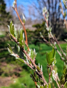 The branches are just beginning to show spring growth. Stewartias have alternate, simple, elliptic, dark green leaves that grow five to nine-centimeters long.