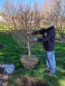 Over the weekend, I purchased a selection of stewartia trees to plant along the carriage road behind my Gym Building. Here, they will get full to partial shade and be somewhat shielded from any winds.