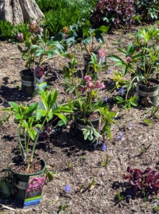 Hellebores should be planted about two-feet apart since they spread. Here they are also mixed with other perennials with foliage and blooms in similar colors.