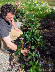 My head gardener, Ryan McCallister, makes sure all the plants are in good condition, removing any browned leaves before they are planted.