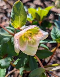 Hellebores are members of the Eurasian genus Helleborus – about 20 species of evergreen perennial flowering plants in the family Ranunculaceae. They are very popular because they are easy-to-grow and are able to resist frost.