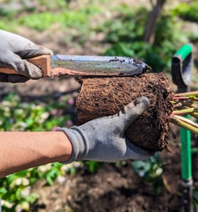 Before planting, the root ball is scarified, meaning intentional cuts are made to encourage and stimulate growth. A Hori Hori gardening knife like this is perfect for many tasks such as scarifying, loosening soil, measuring soil depth, digging up weeds, and dividing plants.