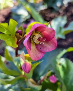 They are sometimes known as Lenten rose or Christmas rose because of the appearance and early flowering time. I’ve had hellebores in my gardens for many years.
