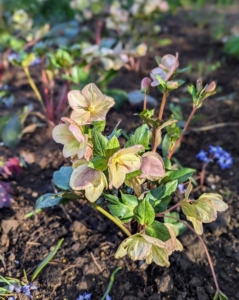 Here is one now completely planted. Hellebores do best underneath deciduous trees where they are shaded by foliage in summer, but are exposed to full sun after the trees have dropped their leaves in fall.