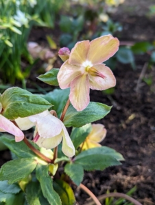 While hellebores do spread, they are considered slow-growing plants that can take up to 18-months to reach their mature size.