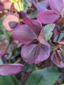 Hellebores come in a wide range of dark and light colors including shades of maroon, apricot, yellow, green, metallic blue, slate, dusky pink, and white with or without contrasting markings.