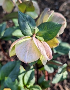 Unlike the blooms of most other flowering plants, hellebore flowers do not consist of petals, but of sepals, which serve to protect the flower. These flowers also tend to nod.