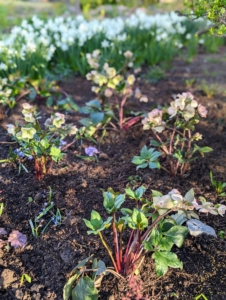 It's amazing how much a garden can change with the addition of plants. After the hellebores are all planted, they're given a good drink. And, once the plants are well-established, hellebores require little upkeep.