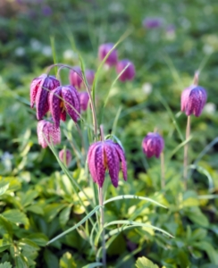 Commonly known as Guinea Hen Flower, Checkered Lily or Snake’s Head Fritillary, Fritillaria meleagris is an heirloom species dating back to 1575. It has pendant, bell-shaped, checkered and veined flowers that are either maroon or ivory-white with grass-like foliage on slender stems.