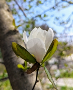 Magnolia is a large genus of about 210 flowering plant species in the subfamily Magnolioideae. It is named after French botanist Pierre Magnol. Growing as large shrubs or trees, they produce showy, fragrant flowers that are white, pink, red, purple or yellow.