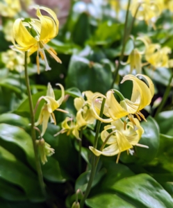 The delicate blooms of the trout lily, Erythronium, resemble turks cap lilies and stand out in the dappled light. These are planted in a bed outside my chicken coops, but many others also grow in the woodland.