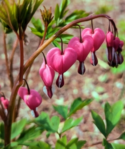 Dicentra spectabilis, or bleeding heart, is a genus of eight species of herbaceous plants with oddly shaped flowers that look very similar to hearts. These flowers are native to eastern Asia and North America. The flowers have two tiny sepals and four petals. They are also bisymmetric, meaning the two outer petals are pouched at the base and curved outward at the tip. They are shade loving woodland plants that bloom in the cool of spring and stay in bloom for several weeks.