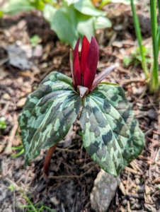 Trillium is named for all its "threes" - usually three leaves, three sepals, and three petals on each stem. This purple trillium variety grows unbranched, begins growing right towards the end of winter, and becomes one of the early harbingers of spring.