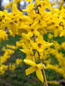 There is a lot of forsythia blooming this time of year. They are among the first plants of spring to burst forth in the garden. These specimens like at least six hours of sunlight a day, and well-draining soil. Yellow blossoms cover each elegant branch, producing arches of color that can be seen from a distance.