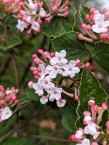 These are the flowers of a Korean Spice Bush, Viburnum carlesii, which blooms from early spring when its waxy dark pink buds open to white and light pink petals. Up close, one can smell its strong spicy scent.