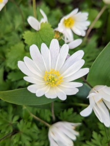 These are white Anemones. They push through the ground with lacy fern-like foliage topped by cheerful snow-white flowers in mid-spring.