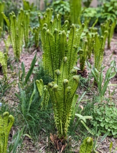 All around, I also have lots of ostrich ferns growing. Matteuccia struthiopteris is native to North America. Once established, these grow to a height of three to six feet. Ostrich fern grows in vase-shaped clumps called crowns. The showy, arching, sterile fronds are plume-like and reminiscent of the tail feathers of – you guessed it – ostriches.