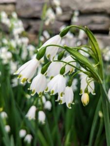 These are Snowflakes – not to be confused with Snowdrops. The Snowflake is a much taller growing bulb which normally has more than one flower per stem. Snowflake petals are even, each with a green spots on the end, whereas Snowdrops have helicopter-like propellers that are green only on the inner petals.