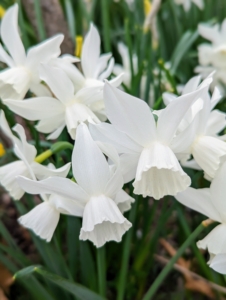 And the daffodils just keep coming - look at these crisp, white beauties.