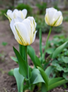Tulips are grown for their graceful leaves and bright, cheery blooms. Some are traditional and cup-shaped, some have fringed petals, others have pointed ones, and some are full of fanciful ruffles. Some varieties even carry a soft, subtle scent. Tulips normally begin emerging from the ground in late winter or early spring. These are in my flower garden, but I have beds of them growing elsewhere - wait until you see those in bloom!