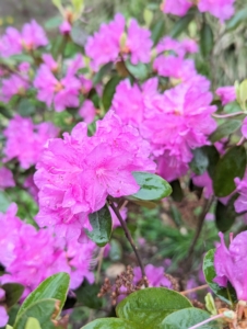 The first azalea is also blooming. Of all the shrubs that flower in spring, azaleas provide some of the most brilliant displays. I have hundreds planted outside my Summer House and down the carriage road to the stable.
