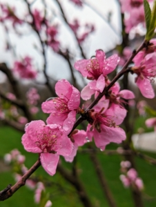 Many of the trees are already flowering. Depending on variety, peach tree blooms range in color from pale pink to bold pink, with deep magenta or pink blushing near the center.