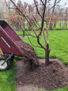 Wheelbarrows full of mulch are transported to each tree pit, or area directly beneath each tree.