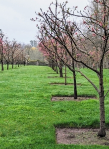 But in order for an orchard to be productive, it must get regular and good care. Orchards need proper fertilizing, irrigating, pruning, and mulching. This was my orchard yesterday after the pits were cleaned and the edges redefined.
