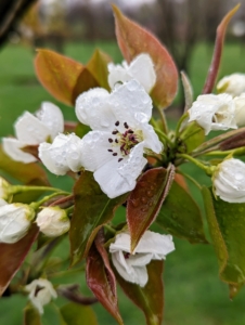 And here are the flowers of a pear tree. Pear blossoms first appear as small, tightly closed green buds that open to broad, slightly wavy white petals. I am looking forward to a bountiful fruiting season.