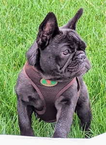 The French Bulldog is a small, active and muscular dog with heavy bone and smooth coat.