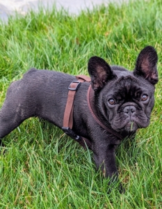 Loona Moona also likes to play with the grass. Generally, a French Bulldog is about 11 to 12 inches tall. Males weigh 20 to 28 pounds, while females 16 to 24 pounds when full grown.
