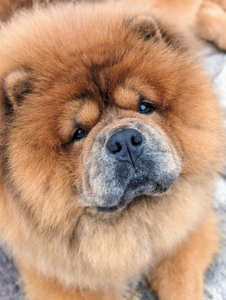 The Chow should have a large head with a broad, flat skull, a short, deep muzzle, and very expressive eyes.