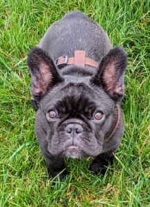 If you haven't seen her yet on my social media, this is the newest member of my family, Luna Moona. She is a 21-week old black brindle French Bulldog. The French Bulldog is an affectionate and playful breed known for its wrinkly, smushy face and bat-like ears.