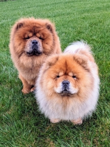 These are my Chow Chows. The big boy is Emperor Han. His sister is Champion Empress Qin (pronounced chin). They are half siblings and both grand-dogs of my late Champion G.K.